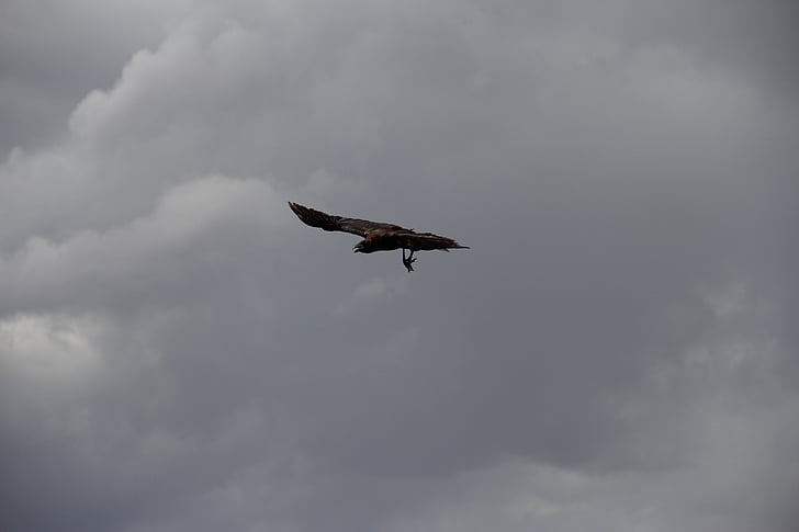 crow, raven, bird, sky, silhouette, black, wing