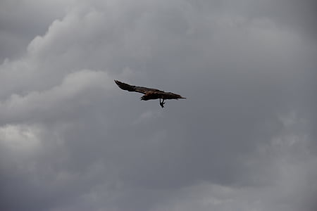 con quạ, Raven, con chim, bầu trời, Silhouette, màu đen, cánh