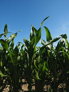 corn, cornfield, corn leaves, green, field, agriculture, fodder maize