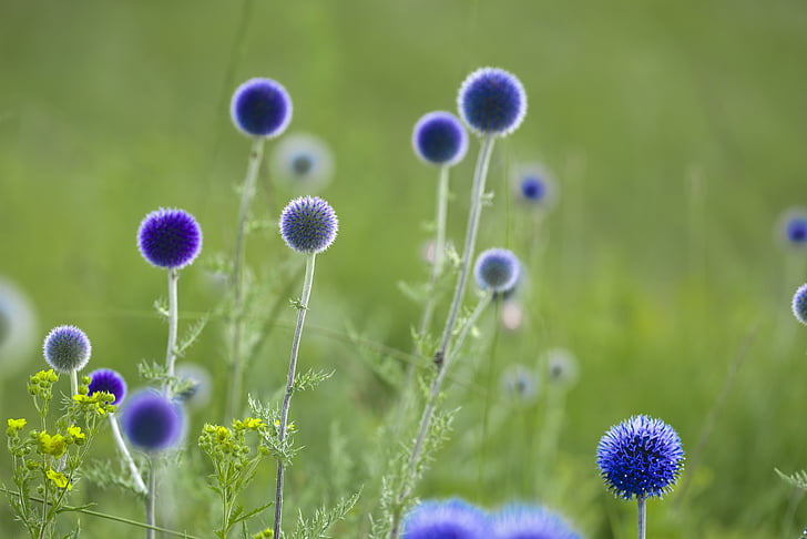 flowers, return my thistle, july, mongolia, blue flowers, nature, flower