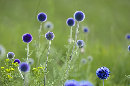 kwiaty, powrót mojego oset, Lipiec, Mongolia, niebieskie kwiaty, Natura, kwiat