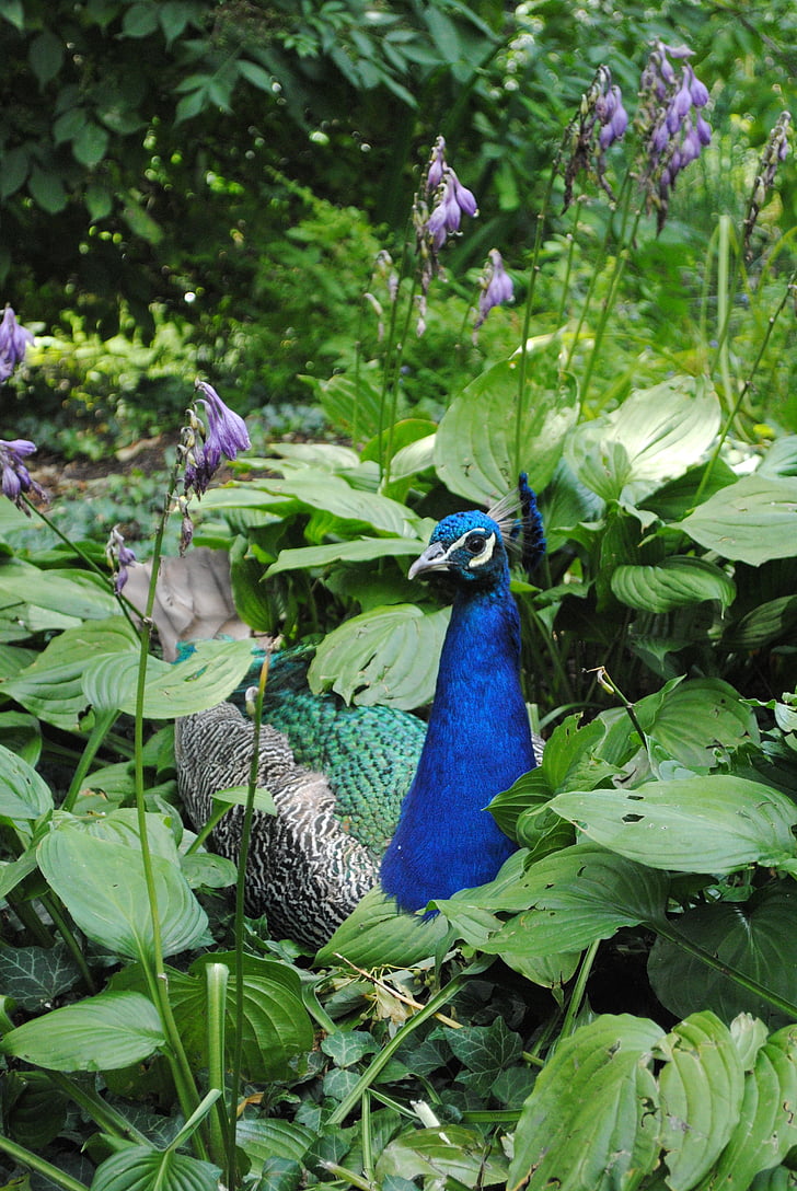 Peacock, màu xanh lá cây, chuông