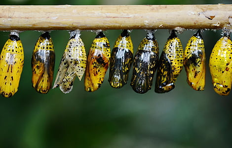 nine, yellow, black, cocoons, animal, butterfly, Close-up