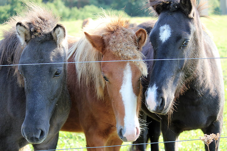 paarden, wildlife fotografie, hoofd van het paard, pferdeportrait