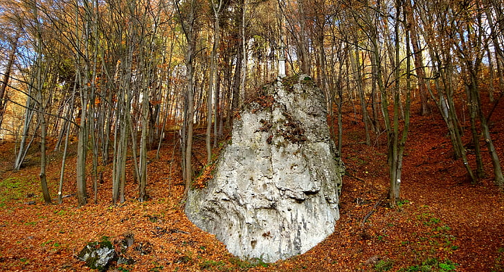 бащинство национален парк, Полша, пейзаж, Есен, скали, Заобиколен от природата, дърво