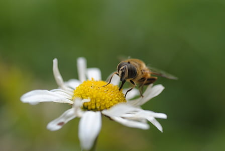 Bee, insekt, humlebi, gul blomst, blomst, morgenmad, forår