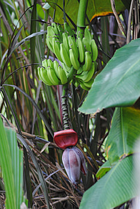 banán, fa, növény, trópusi, ijesztő, furcsa, szokatlan