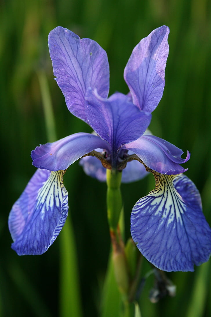 fleur, IRIS, bleu