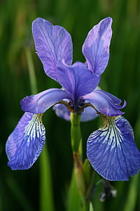 kvet, Iris, modrá