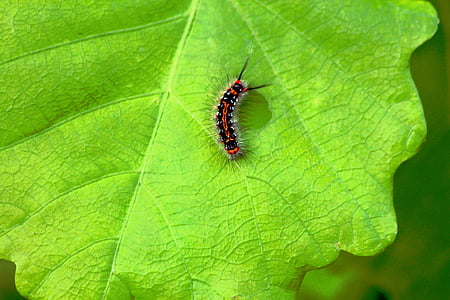 Caterpillar, insectos, brillante, generosamente, colorido, verano, planta