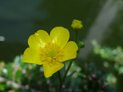 Pelkinė Puriena, tvenkinys, tvenkinio augalų, geltona, Gamta, gėlė, augalų