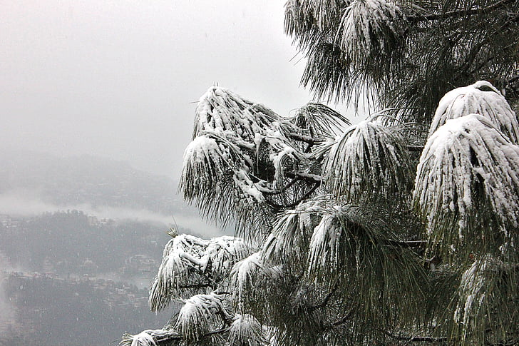 снег, дерево, Шимла, Химачал, pardesh, опасный, Гималаи