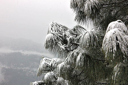 сняг, дърво, Шимла, Химачал, pardesh, опасни, Хималаите