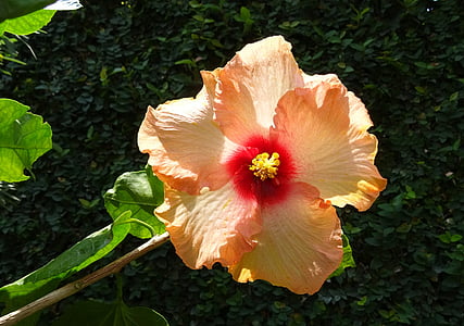 Hibiscus, đào, Hoa, Rosa sinensis, Hoa hồng Trung Quốc, thực vật, Dharwad