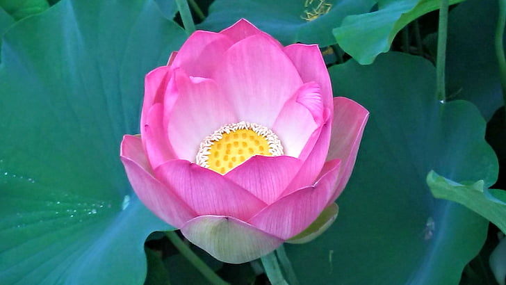 echo park, Lotus, kwiat lotosu