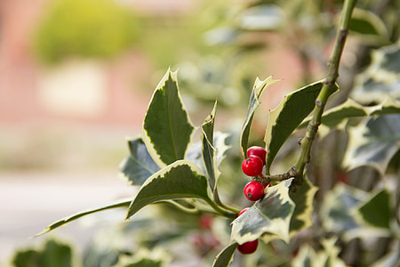 Holly, listy, decembra, Vianoce, Dekoratívne, Príroda, Leaf