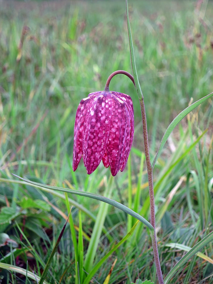 lily, fritillaria meleagris, chequered, kiebitzei, lily family, liliaceae, flower