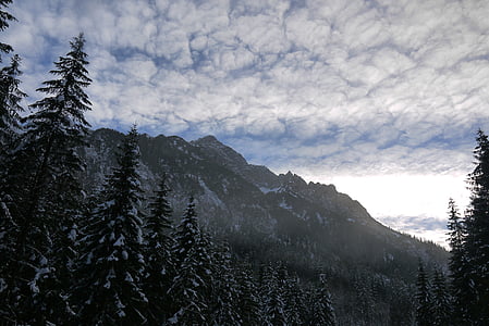 neve, paisagem de neve, montanhas, floresta, neve e céu azul