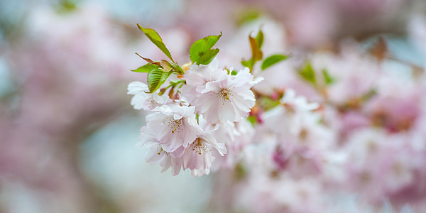 Cherry blossom, natur, forår, kirsebær, Blossom, Pink, Bloom