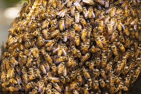 med, včelí úľ, Bee, hmyzu, úľ, včelí plást, roj