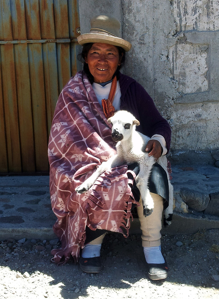 peruviano, donna, Perù, Ande, agnello, sedersi, vecchio