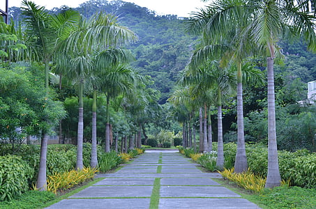Palm road, med vandringsleder pico, Avenue, Park road, Park, promenad, landskap