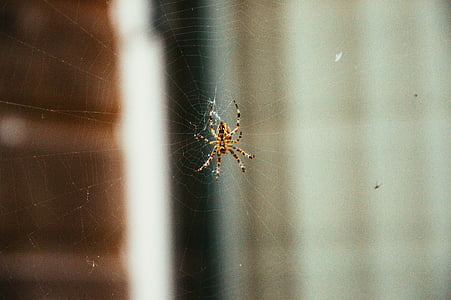 stodola, pavouk, Web, selektivní, Fotografie, hmyz, zvířata