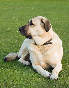 Anatolský pastevecký, Anatolský pastevecký pes, Karabash jednoduché, pes, zvíře, domácí zvíře, Psí
