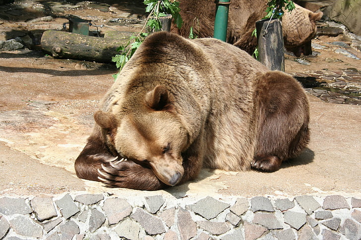 Niedźwiedź, zwierząt, zoo