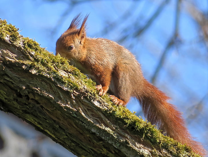 scoiattolo, ramo, scoiattolo rosicchiare schiuma, animali, roditore, animale, fauna selvatica