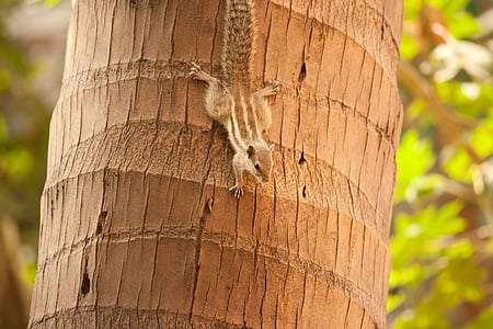 squirrel, palm tree, climbing, rodent, animal, cute, down