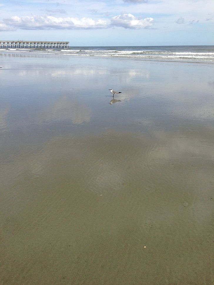 beach, seagull, water, sand, waves, ocean