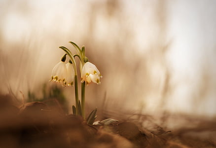 bledule jarní, jaro, květiny, Příroda, sněhová vločka, rostliny, květ