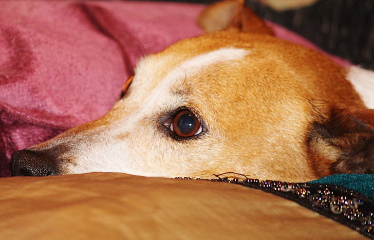 Jack russel, cabeça, retrato animal, travesseiro, fechar, cabeça de cão