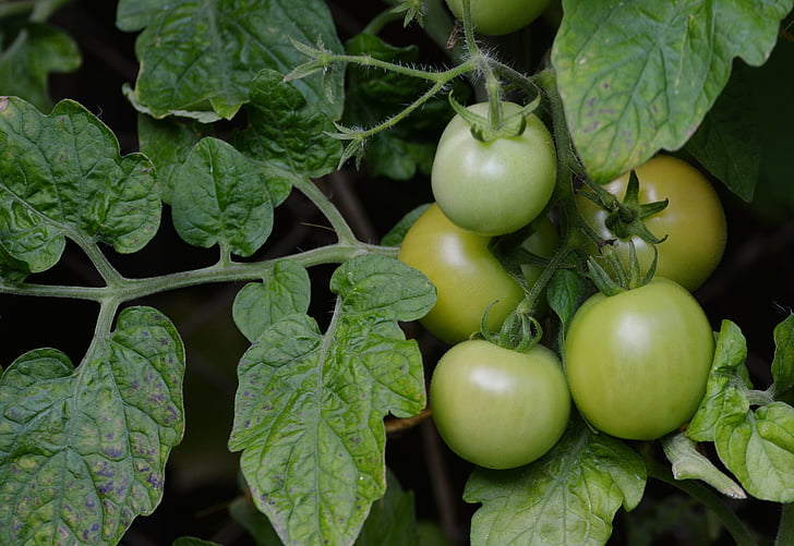 tomate, arbusto de tomates, imaturo, tomates verdes fritos, jardim, crescimento de vegetais, nachtschattengewächs