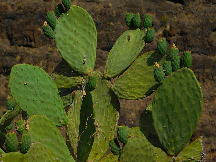cactus, green, colors, gran canaria, canary, nature, leaf