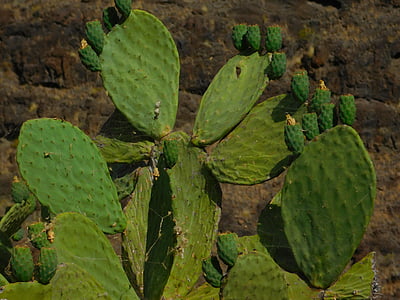 Cactus, vihreä, värit, Gran Canarialla, Canary, Luonto, lehti