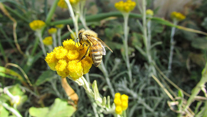 albine, insectă, natura, animale, galben, ocupat, de lucru