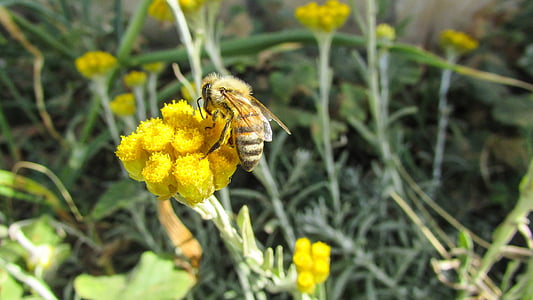 abella, insecte, natura, animal, groc, ocupat, treballant