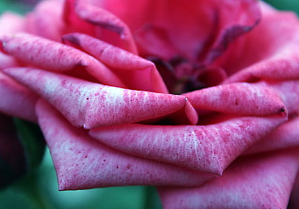 naik, merah muda, bunga, bunga mawar, mawar merah muda, kelopak, Close-up