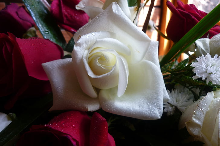 Ρόζα, λευκό, υφή, μπουκέτο, λουλούδια, τριαντάφυλλα, κόκκινο