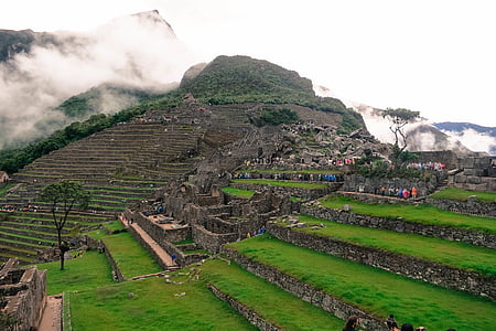 gạo, tereses, Machu picchu, Peru, cảnh quan, màu xanh lá cây, cỏ