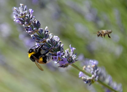 bee, lavender, nature, pollen, flower, insect, animal themes