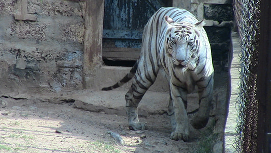 fehér tigris, állat, tigris, fehér, vadon élő, vadon élő állatok, veszély
