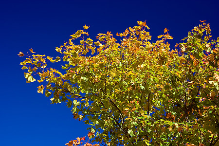 jesień, upadek, pozostawia, Spadek liści, kolory jesieni, niebo, niebieski
