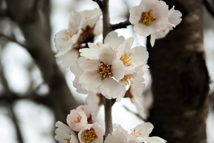 mandelträd, blommor, våren, Almond, fruktträd, blomma, vit färg