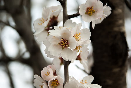 migdolo medis, gėlės, pavasarį, migdolų, vaisių eglutė, gėlė, balta spalva