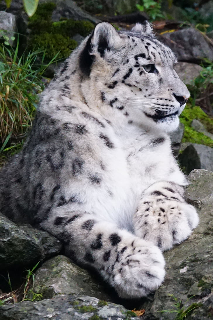 Snow leopard, spící, predátor, zvíře, volně žijící zvířata, masožravec, Příroda