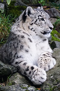 Snow leopard, mirujočem stanju, Predator, živali, prosto živeče živali, zveri, narave