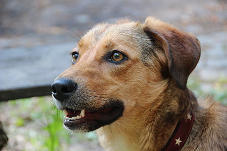 dog, hybrid, mixed breed dog, beige, fur, snout, portrait